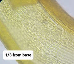 Racomitrium microcarpon