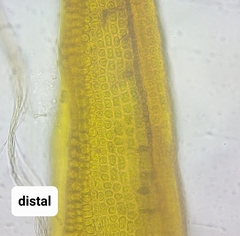 Racomitrium microcarpon