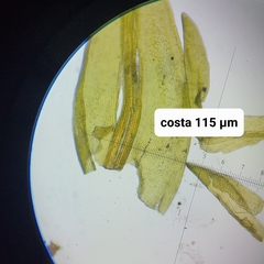 Racomitrium microcarpon