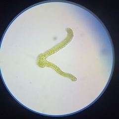 Racomitrium microcarpon