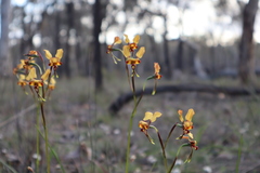 Diuris corymbosa