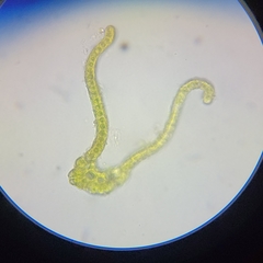 Racomitrium microcarpon