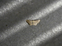 Ptychamalia perlata