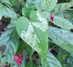 Stenostephanus haematodes
