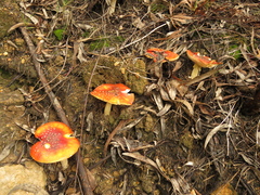 Amanita muscaria