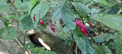 Stenostephanus haematodes