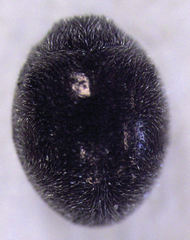 Telsimia subviridis
