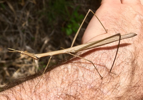 Proscopiidae