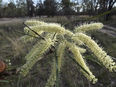 Grevillea striata