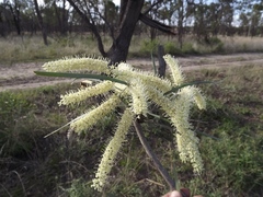 Grevillea striata
