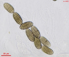 Thyronectroidea chrysogramma