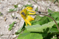 Tetragonotheca repanda