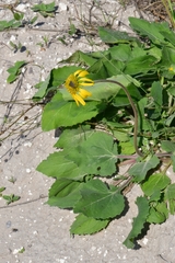 Tetragonotheca repanda