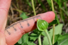 Tetragonotheca repanda