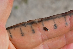 Tetragonotheca repanda