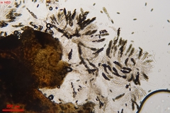 Thyronectroidea chrysogramma