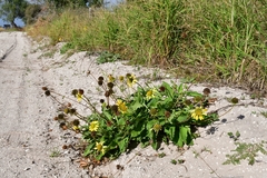 Tetragonotheca repanda