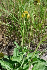 Tetragonotheca repanda