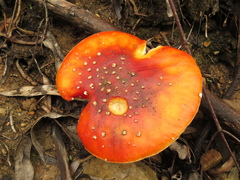 Amanita muscaria