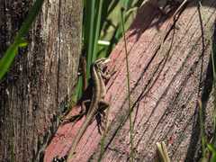 Liolaemus cyanogaster