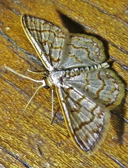 Idaea macouma