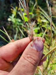 Schizachyrium maritimum