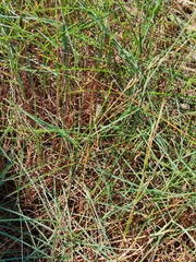 Schizachyrium maritimum