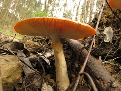 Amanita muscaria