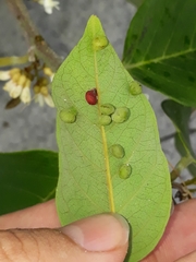 Lopesia grandis