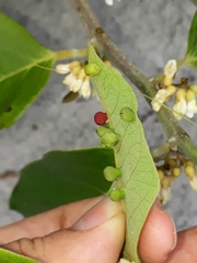 Lopesia grandis