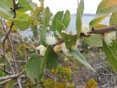 Hakea elliptica