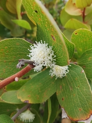 Hakea elliptica