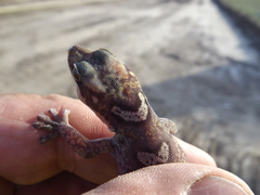 Oedura