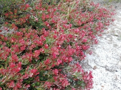Adenanthos cuneatus