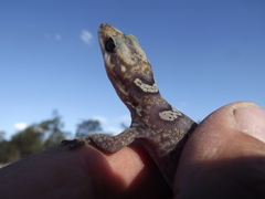 Oedura