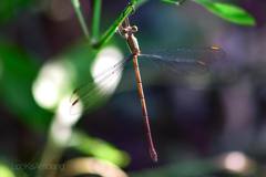 Orolestes octomaculatus