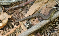 Elgaria coerulea coerulea