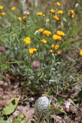 Chrysocephalum semipapposum