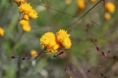 Chrysocephalum semipapposum