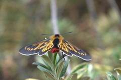 Metardaris cosinga