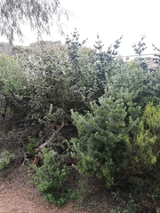 Adenanthos sericeus