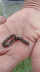 Ichthyophis