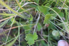 Ranunculus graniticola