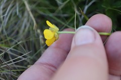 Ranunculus graniticola