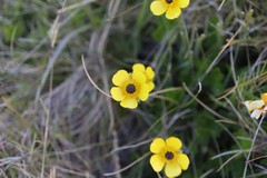 Ranunculus graniticola