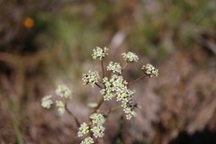 Aciphylla simplicifolia