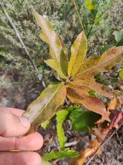 Asclepias tomentosa