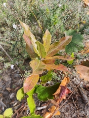 Asclepias tomentosa