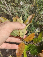 Asclepias tomentosa