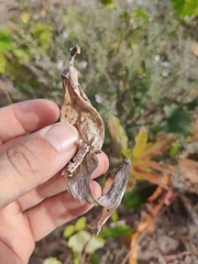 Asclepias tomentosa